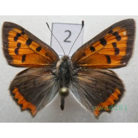 Lycaena phlaeas (Linnaeus, 1761) Czech2